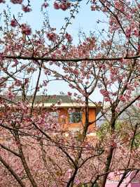 🌸春天限定！南京中山植物園櫻花全攻略
