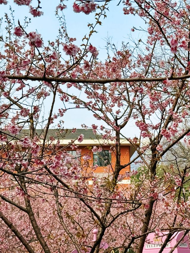 🌸春天限定！南京中山植物園櫻花全攻略