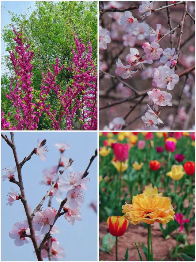 Peach Blossom Viewing in Hangzhou | A March Date with Peach Blossoms at Xixi National Wetland Park