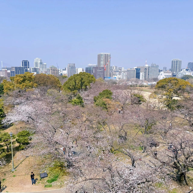 🌸日本福岡櫻花季--舞鶴公園🌸