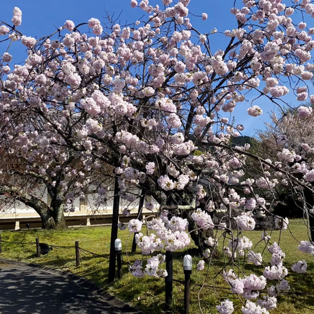 🌸醍醐寺櫻花！3.30實況🌸  