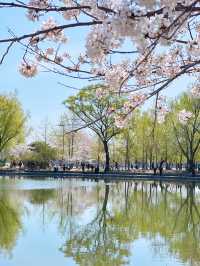 最美櫻花季｜唔使去東京，喺北京玉淵潭都有得睇