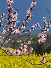 婺源 | 油菜花田的金色童話