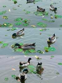 東山湖公園嘅中式美學