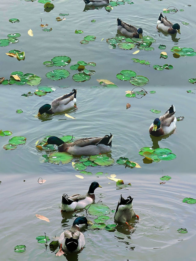 東山湖公園嘅中式美學