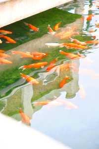 在武漢碧潭觀魚，看錦鯉在水中肆意游動