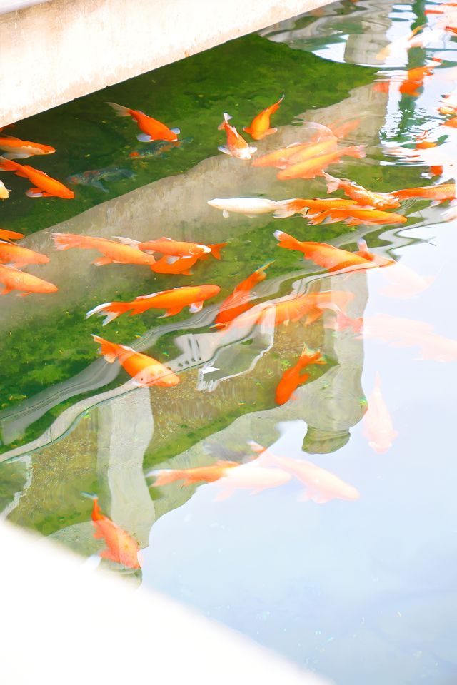 在武漢碧潭觀魚，看錦鯉在水中肆意游動
