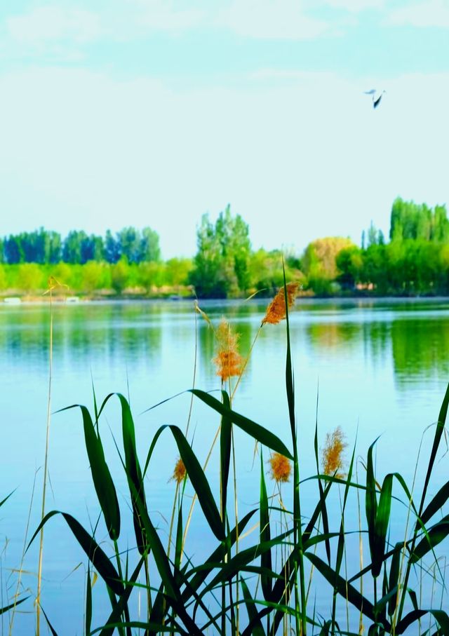 碧水藍天，候鳥天堂—瑪納斯濕地公園