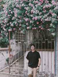 合肥板門巷的薔薇電影感十足，路過直接被圈粉