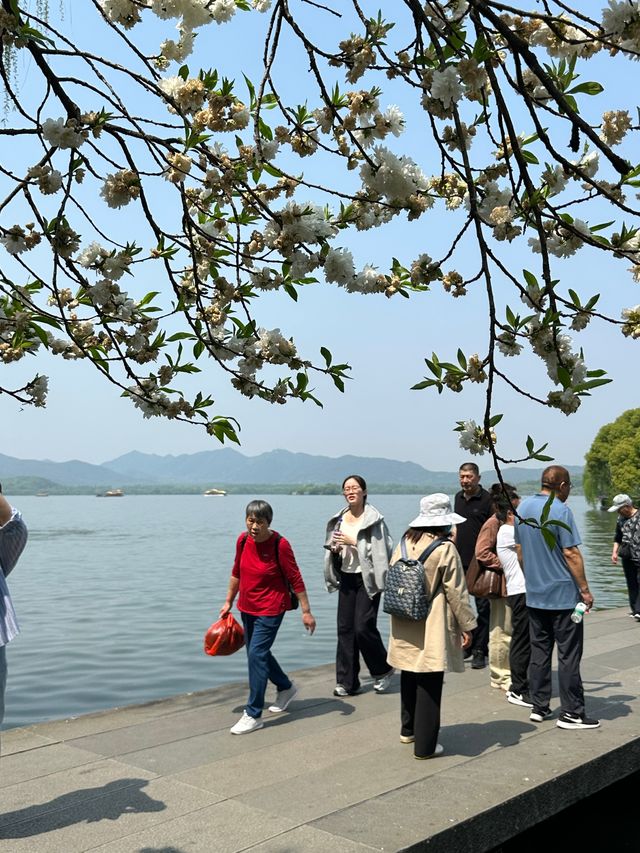 救命！杭州西湖把春日粉色桃花浪漫玩明白了