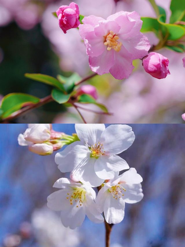 南京櫻花季 春日頂流浪漫