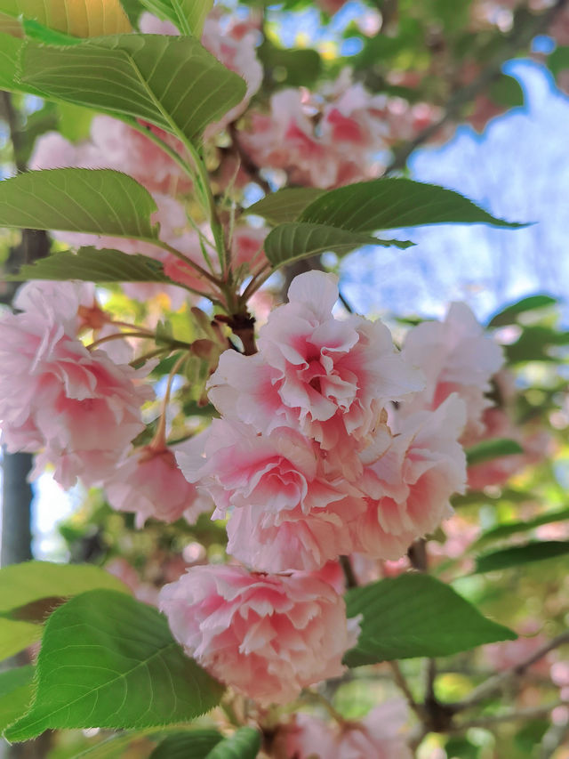 別錯過！濰坊范公亭公園嘅絕美櫻花季