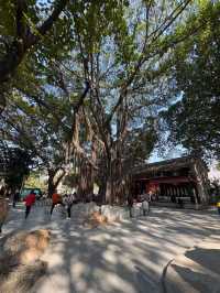打卡荔灣湖公園 邂逅嶺南水鄉