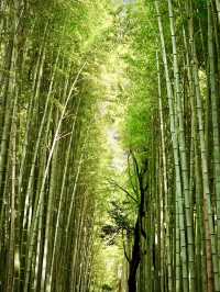 天龍寺的歷史與梅田的現代感
