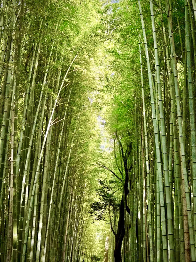 天龍寺的歷史與梅田的現代感