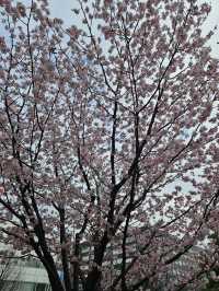 🌸札幌二條市場前公園的櫻花盛宴🌸