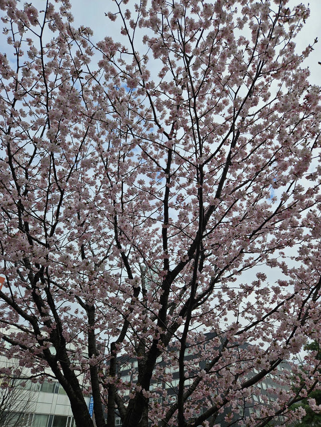 🌸札幌二條市場前公園的櫻花盛宴🌸 🌸札幌二條市場前公園的櫻花盛宴🌸