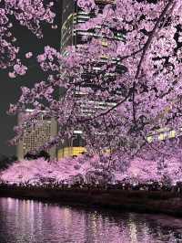 🌸首爾石村湖，夜櫻絕美之境