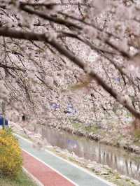 🌸首爾良才市民之林，櫻花秘境🌸