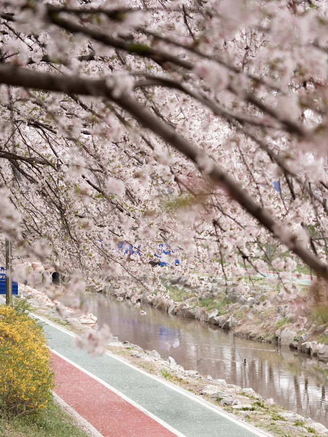 🌸首爾良才市民之林，櫻花秘境🌸