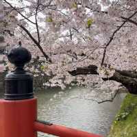 🌸仙台弘前公園｜追櫻成功！邂逅震撼全網的超絕櫻花雨！