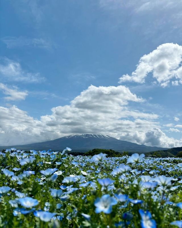 東京出發，懶人富士山網紅打卡攻略