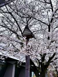 東京飛鳥公園交通攻略：輕鬆抵達都市綠洲