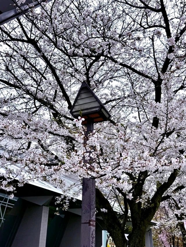 東京飛鳥公園交通攻略：輕鬆抵達都市綠洲