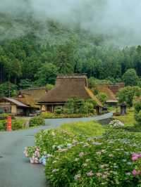 🌻美山町 | 闖入童話般的向日葵花海