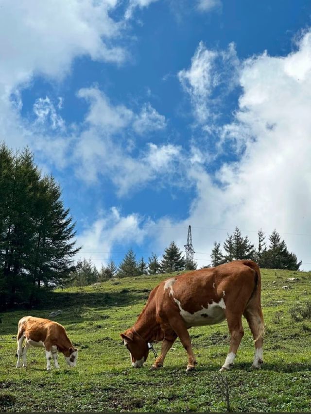唔係阿勒泰，係山西皇姑山！