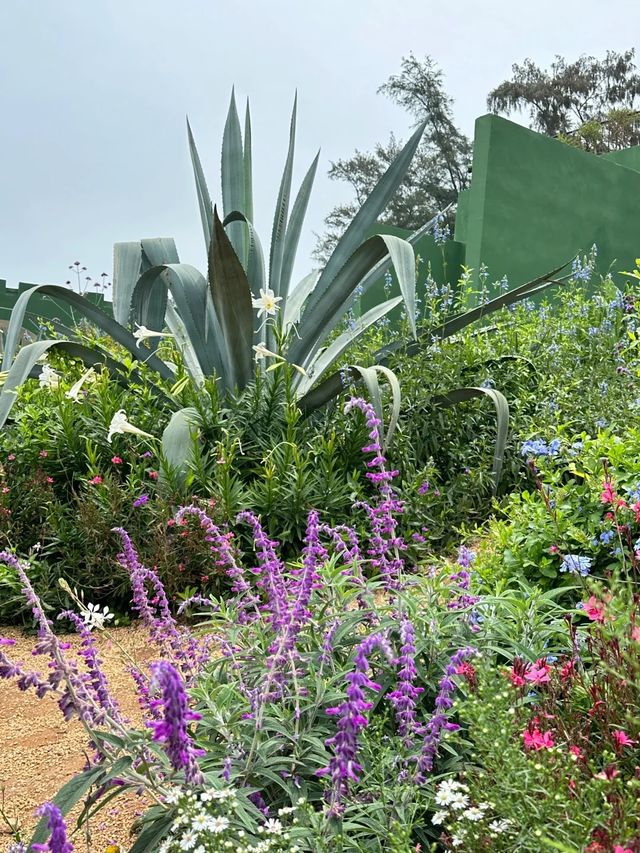 涠洲島最成功的一次春夏懸崖花園