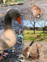 上海人把口真係密實，竟然仲隱藏咗個小鹿寶藏公園