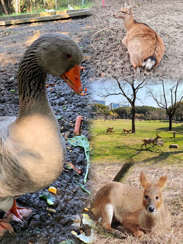 上海人把口真係密實，竟然仲隱藏咗個小鹿寶藏公園