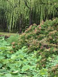 雨中漫遊圓明園，邂逅合歡花與荷花的詩意