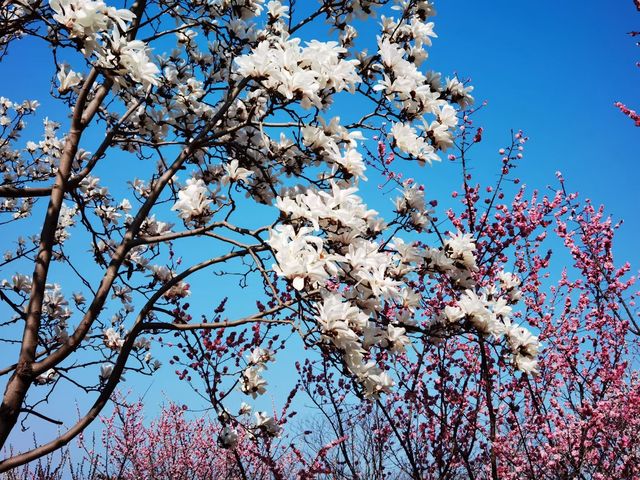 南京梅花山 | 金陵冬日的浪漫盛景