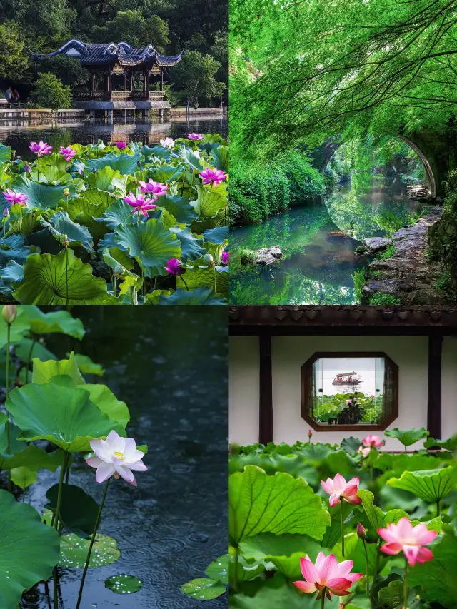 雨後天晴，西湖的荷花是杭州夏日限定浪漫