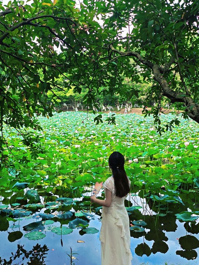 6.28大夫山荷花實況任我醉倒在🪷池邊