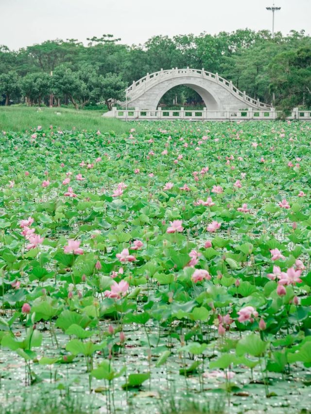 夏日福建賞荷攻略嚟啦！