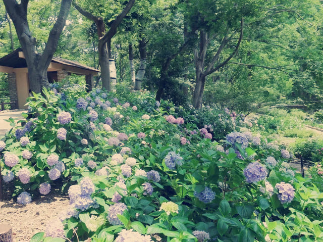 大阪隱世綠洲！長居公園沉浸式體驗全記錄】**  