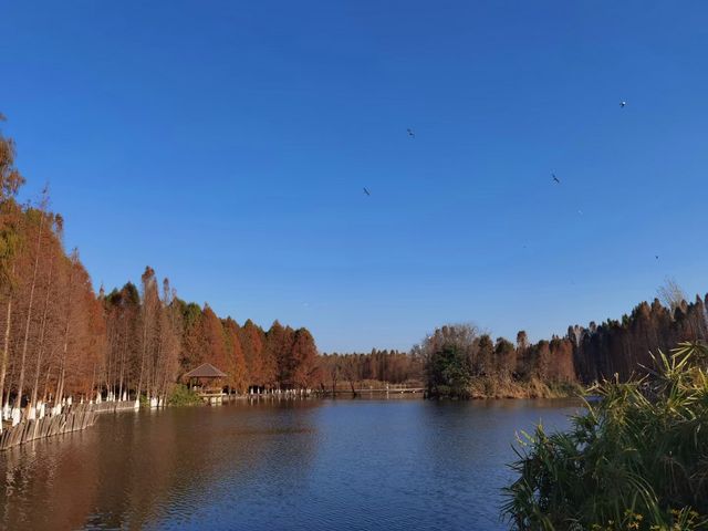 昆明漫遊｜滇池畔邂逅紅嘴鷗，春日花海暴走指南！  必去理由 滇池頂流！西伯利亞精靈來赴約啦～ 
