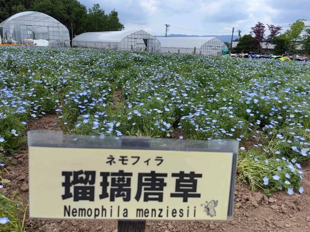 未到盛開時的四季彩の丘