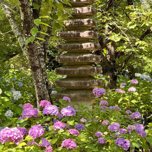 【東京周邊隱世賞花地！本土寺紫陽花美到似動畫場景！】