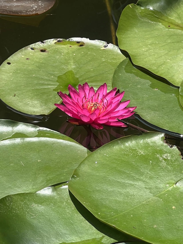 盛夏時節，一定要去一趟廣州蓮花山啊