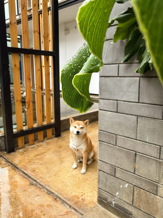 躺平睇蒼山！呢間神仙民宿治癒咗我嘅精神內耗！