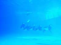 珠海長隆（3）飛船樂園，一日時間有啲趕