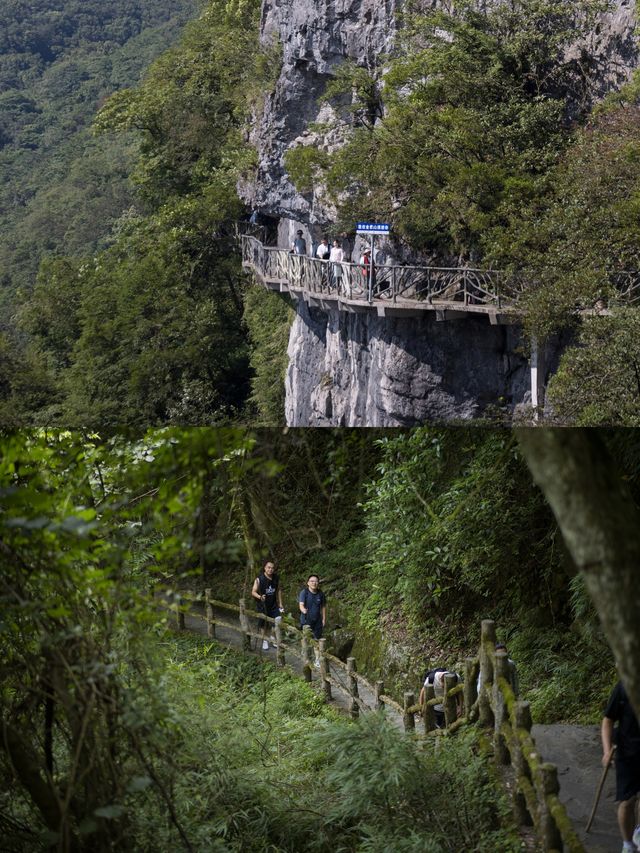 重慶避暑天堂！18度金佛山保姆級攻略來啦～