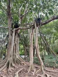 西雙版納day3曼聽公園+中科院植物園