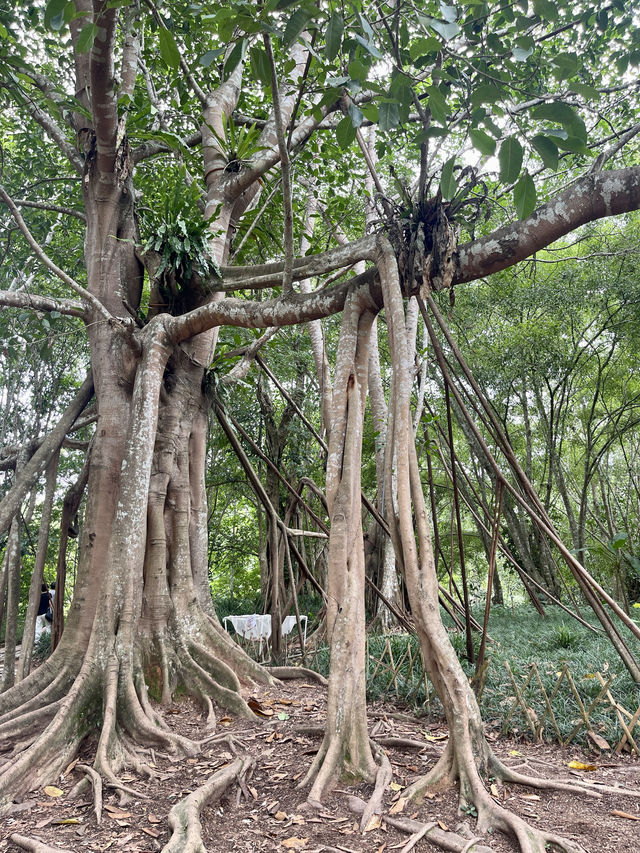 西雙版納day3曼聽公園+中科院植物園