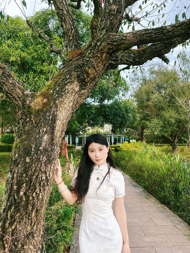 普洱五湖濕地公園｜漫步吸氧天堂，拍照散步絕了！