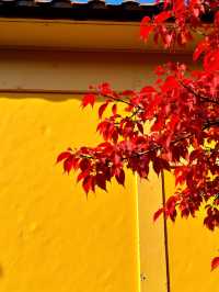 日本私藏紅葉秘境！這些小眾地美到犯規